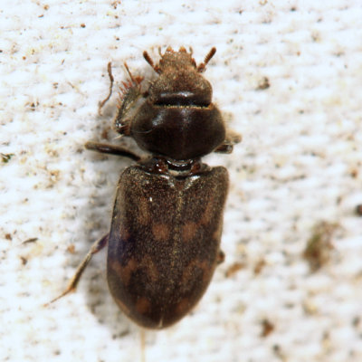 Heterocerus mollinus