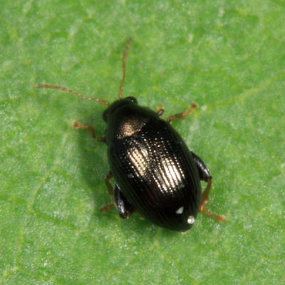 Sweetpotato Flea Beetle - Chaetocnema confinis