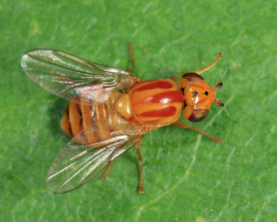 Chlorops sp.