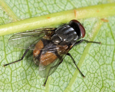 Face Fly - Musca autumnalis