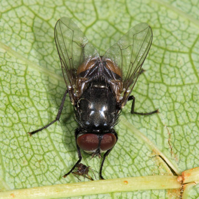 Face Fly - Musca autumnalis