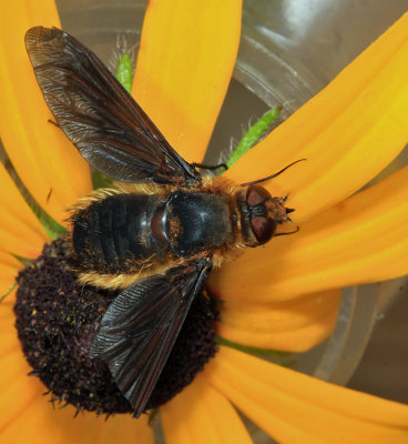 Poecilanthrax tegminipennis