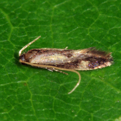 0299 - White-shawled Isocorypha Moth - Isocorypha mediostriatella