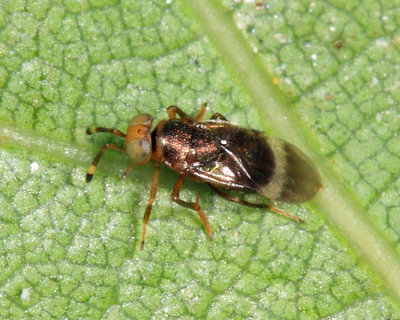 Microterys sp.