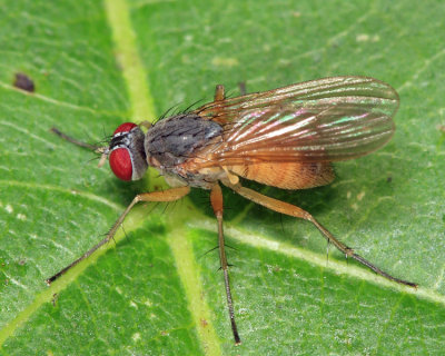 Muscidae