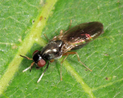Melanomyza manuleata
