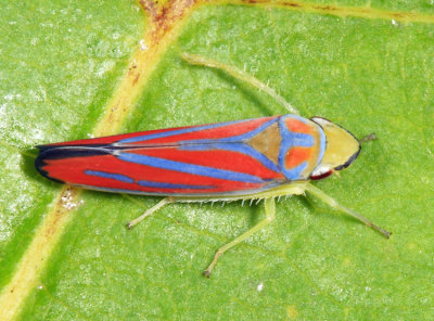 Red-banded Leafhopper - Graphocephala coccinea