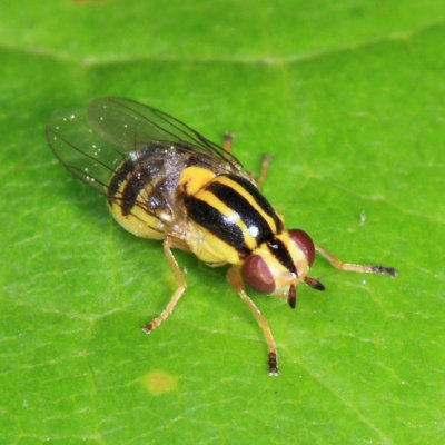 Thaumatomyia sp.