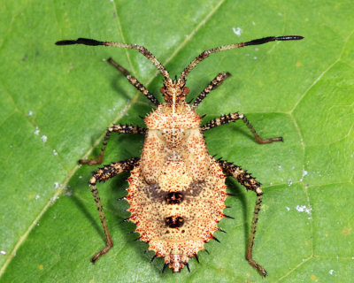 Helmeted Squash Bug - Euthochtha galeator (nymph)