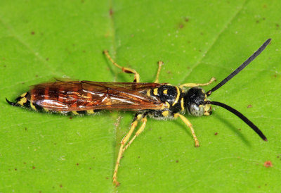Five-banded Tiphiid Wasp - Myzinum quinquecinctum (male)