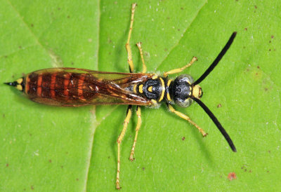 Five-banded Tiphiid Wasp - Myzinum quinquecinctum (male)