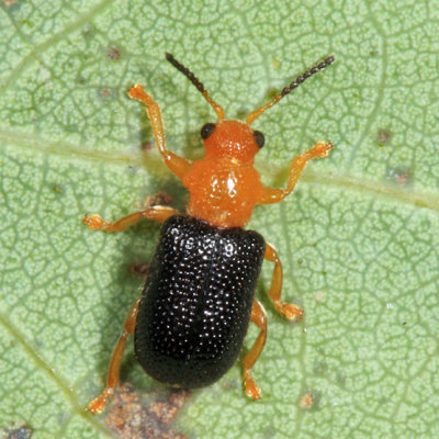 Megalopodid Leaf Beetles - Megalopodidae
