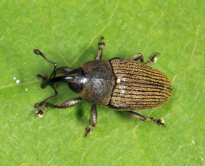 Geraeus picumnus