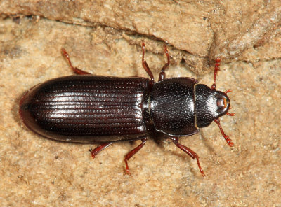 Tenebroides corticalis