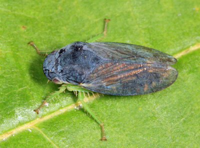 Gypona melanota (male)
