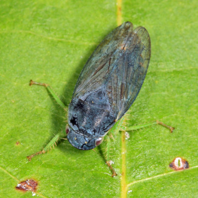Gypona melanota (male)