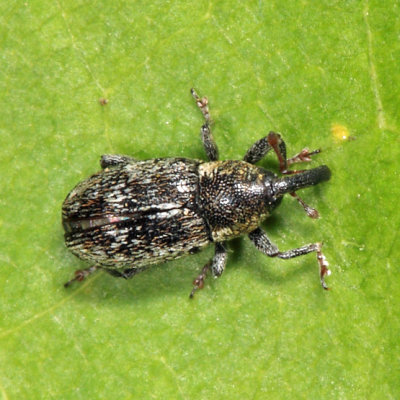 Beet Petiole Borer - Cosmobaris scolopacea