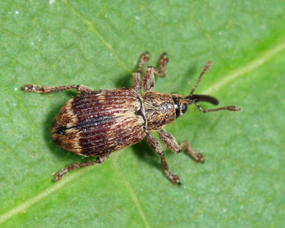 Neapion herculanum