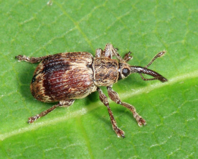 Neapion herculanum