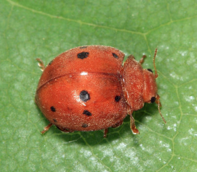 Alfalfa Lady Beetle - Subcoccinella vigintiquatuorpunctata
