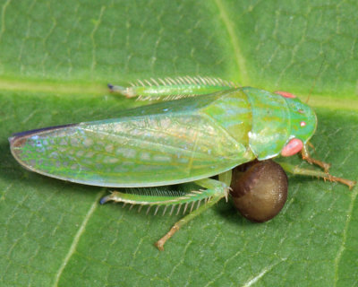 Dryinidae larva