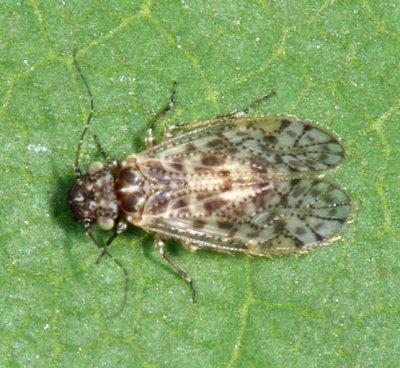 Aaroniella badonneli