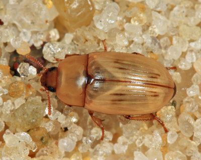 Phaleria testacea