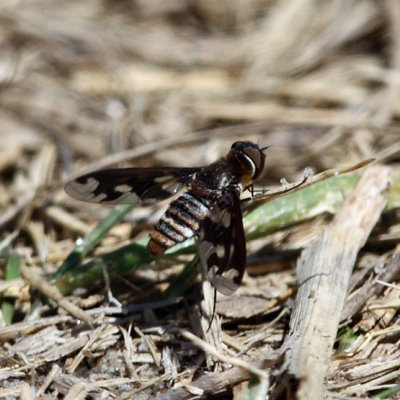 Exoprosopa fascipennis