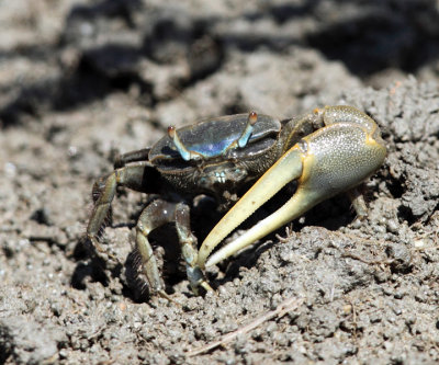 Atlantic Marsh Fiddler Crab - Uca pugnax