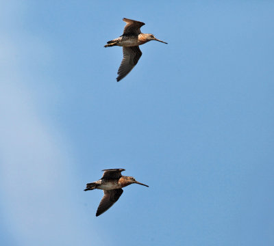 Short-billed Dowitcher - Limnodromus griseus