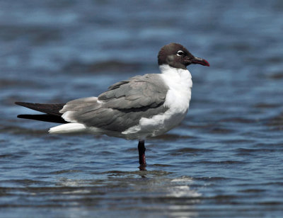 Laughing Gull - Leucophaeus atricilla