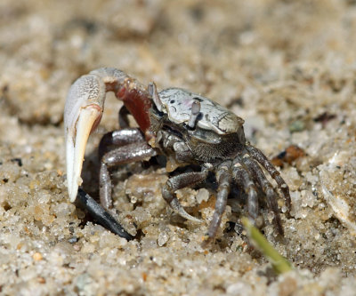 Atlantic Sand Fiddler Crab - Uca pugilator
