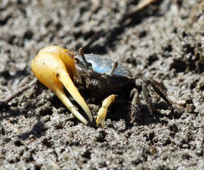 Atlantic Marsh Fiddler Crab - Uca pugnax