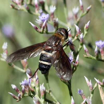 Exoprosopa fasciata