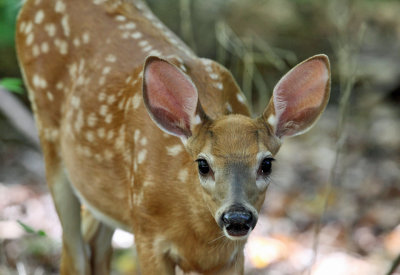 White-tailed Deer - Odocoileus virginianus