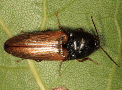 Ampedus nigricollis