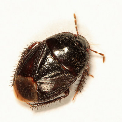 Pangaeus bilineatus