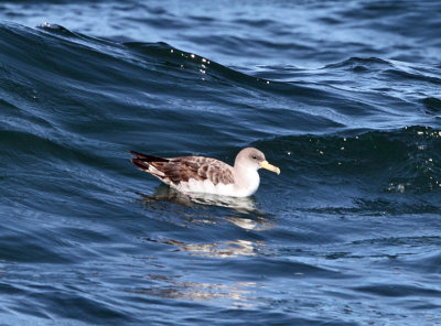 Cory's Shearwater - Calonectris diomedea