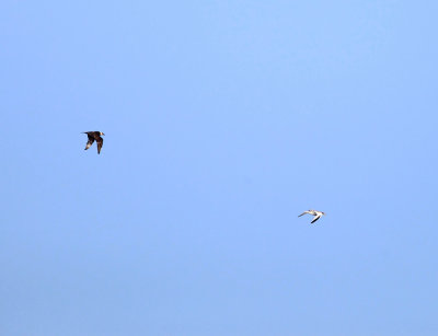 Red-billed Tropicbird being chased by a Pomerine Jaeger