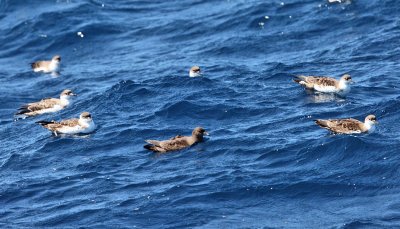 Sooty Shearwater - Puffinus griseus (with Great Shearwaters)