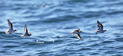 Red-necked Phalarope - Phalaropus lobatus