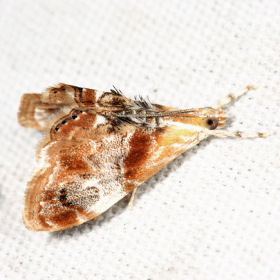 4889 - Julia's Dicymolomia Moth - Dicymolomia julianalis