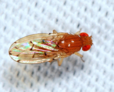 Drosophila quinaria 