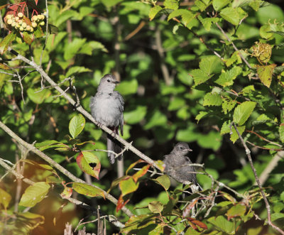 Gray Catbird - Dumetella carolinensis (adult and immature)