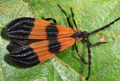 Banded Net-wing - Calopteron reticulatum