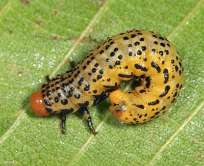 Birch Sawfly - Arge pectoralis