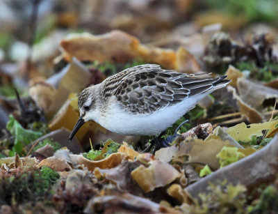 Semipalmated Sandpiper - Calidris pusilla