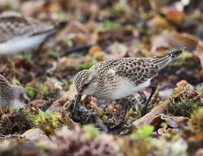 Baird's Sandpiper - Calidris bairdii 