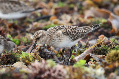 Baird's Sandpiper - Calidris bairdii 