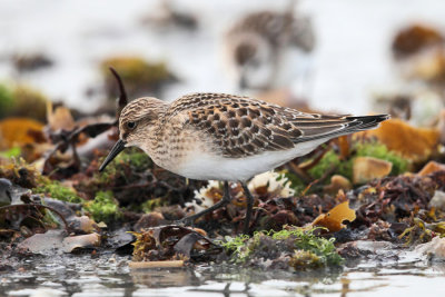 Baird's Sandpiper - Calidris bairdii 